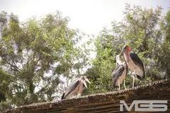 「野性の王国 アフリカ原住民と生中出しをヤる」 VOL.1の7番目のサンプル画像