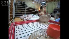 西野翔 プライベート初盗撮！移籍イベントで宣言した禁欲生活を破り、まさかの中年オタクと1日中何度も絶倫SEXしていた一部始終を大公開！の4番目のサンプル画像