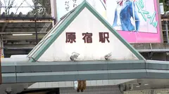 マジ軟派、初撮。 1778 145cmのミニマム童顔少女！悪い事してるような背徳感が興奮を誘う一作！久しぶりな上に経験浅い敏感ボディ、美尻を眺めつつ腰を掴んで激ピス立ちバックで喘ぎまくり！のサムネイル画像