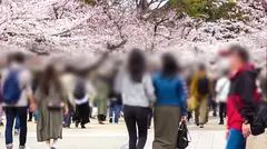 マジ軟派、初撮。 1794 ひとりお花見中のJDをナンパ！透き通るような白い太もも！脱がせば推定Gカップのおっぱい！涙目イラマで歓喜！舌を出してアヘアヘ喘ぐ淫乱っぷり！のサムネイル画像