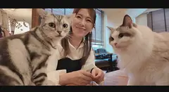 猫カフェデートの後はホテルで思いっきり交尾のサムネイル画像