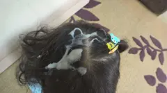 少女の黒髪に発射したい 工藤ララの10番目のサンプル画像