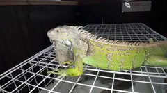 100%完全ガチ！噂の素人激カワ看板娘にアポなし取材⇒AV交渉！ target.28 イグアナやオオトカゲがひしめく怪しいBARで働く猫さんエプロンの爽やか娘！ in 下北沢の4番目のサンプル画像