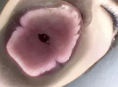 ベロチュウMAX 04の4番目のサンプル画像